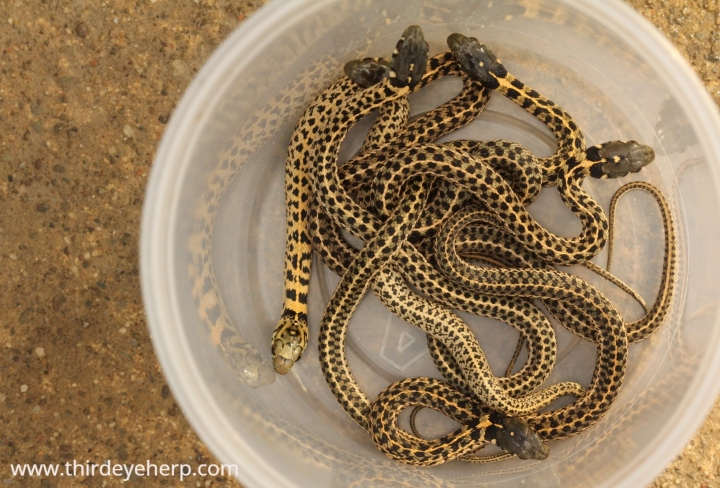 Checkered Garter Snakes